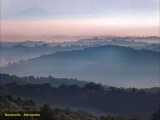 Nestorello , Mercatello 