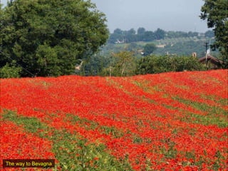 The way to Bevagna 