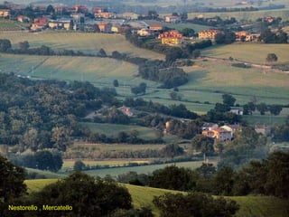 Nestorello , Mercatello 