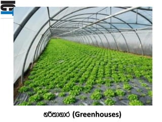 yß;d.dr (Greenhouses)
 