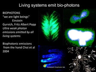 Living systems emit bio-photons
BIOPHOTONS
“we are light beings”
Einstein
Gurvich, Fritz Albert Popp
Ultra weak photon
emissions emitted by all
living systems
Biophotonic emissions
from the hand Choi et al
2004
 