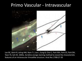 Primo Vascular - Intravascular
Lee BC, Baik KY, Johng HM, Nam T J, Lee J, Sung B, Choi C, Park WH, Park ES, Park DH,
Yoon YS, Soh KS. 2004a. Acridine orange staining method to reveal the characteristic
features of an intravascular threadlike structure. Anat Rec 278B:27-30
 
