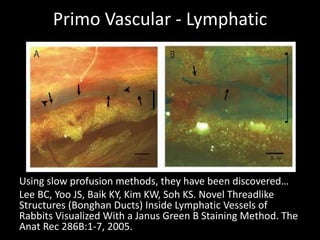Primo Vascular - Lymphatic
Using slow profusion methods, they have been discovered…
Lee BC, Yoo JS, Baik KY, Kim KW, Soh KS. Novel Threadlike
Structures (Bonghan Ducts) Inside Lymphatic Vessels of
Rabbits Visualized With a Janus Green B Staining Method. The
Anat Rec 286B:1-7, 2005.
 
