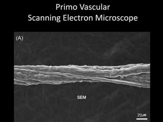 Primo Vascular
Scanning Electron Microscope
SEM
 
