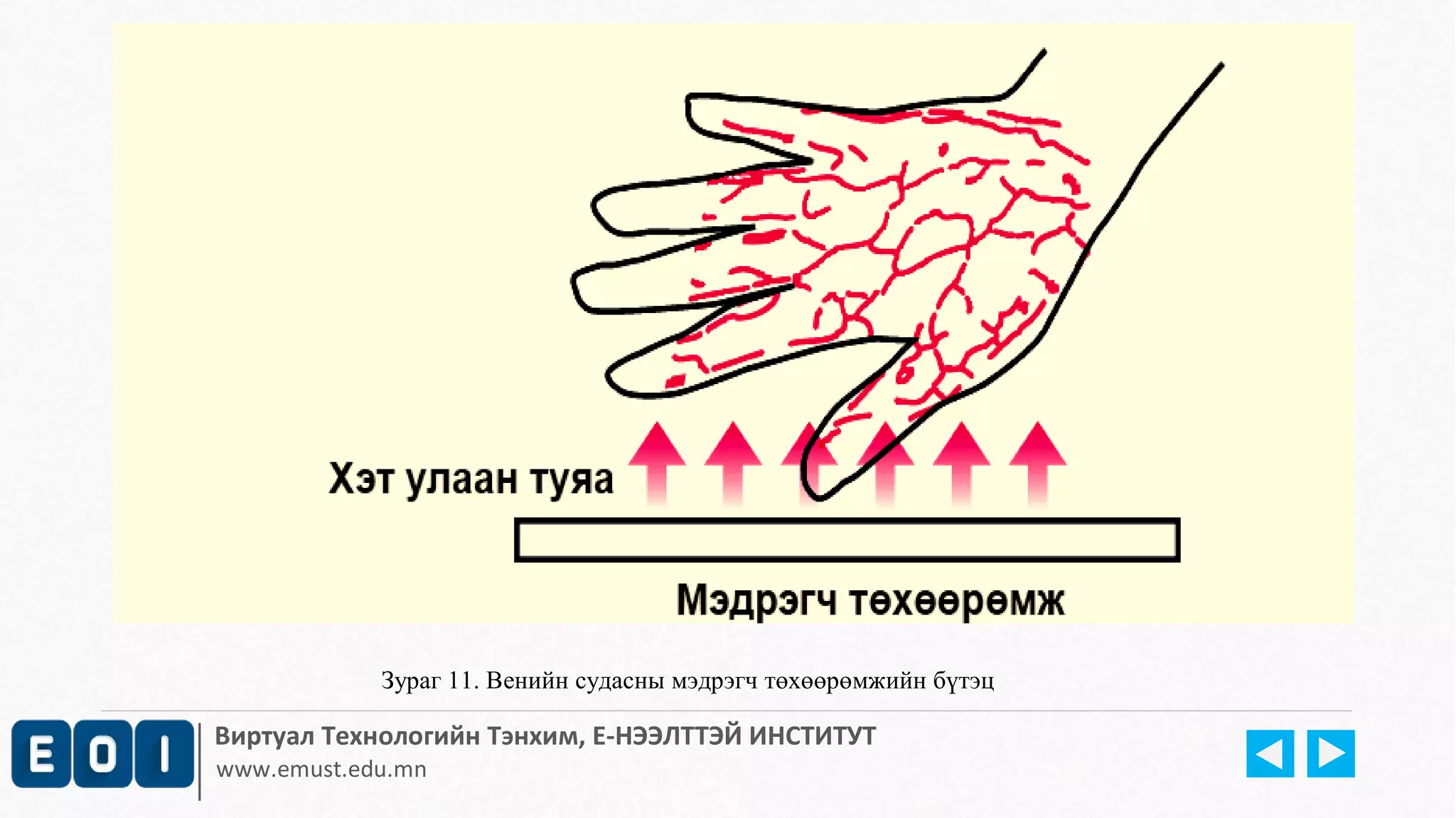 Зураг 11. Венийн судасны мэдрэгч төхөөрөмжийн бүтэц 
Виртуал Технологийн Тэнхим, Е-НЭЭЛТТЭЙ ИНСТИТУТ 
www.emust.edu.mn 
 