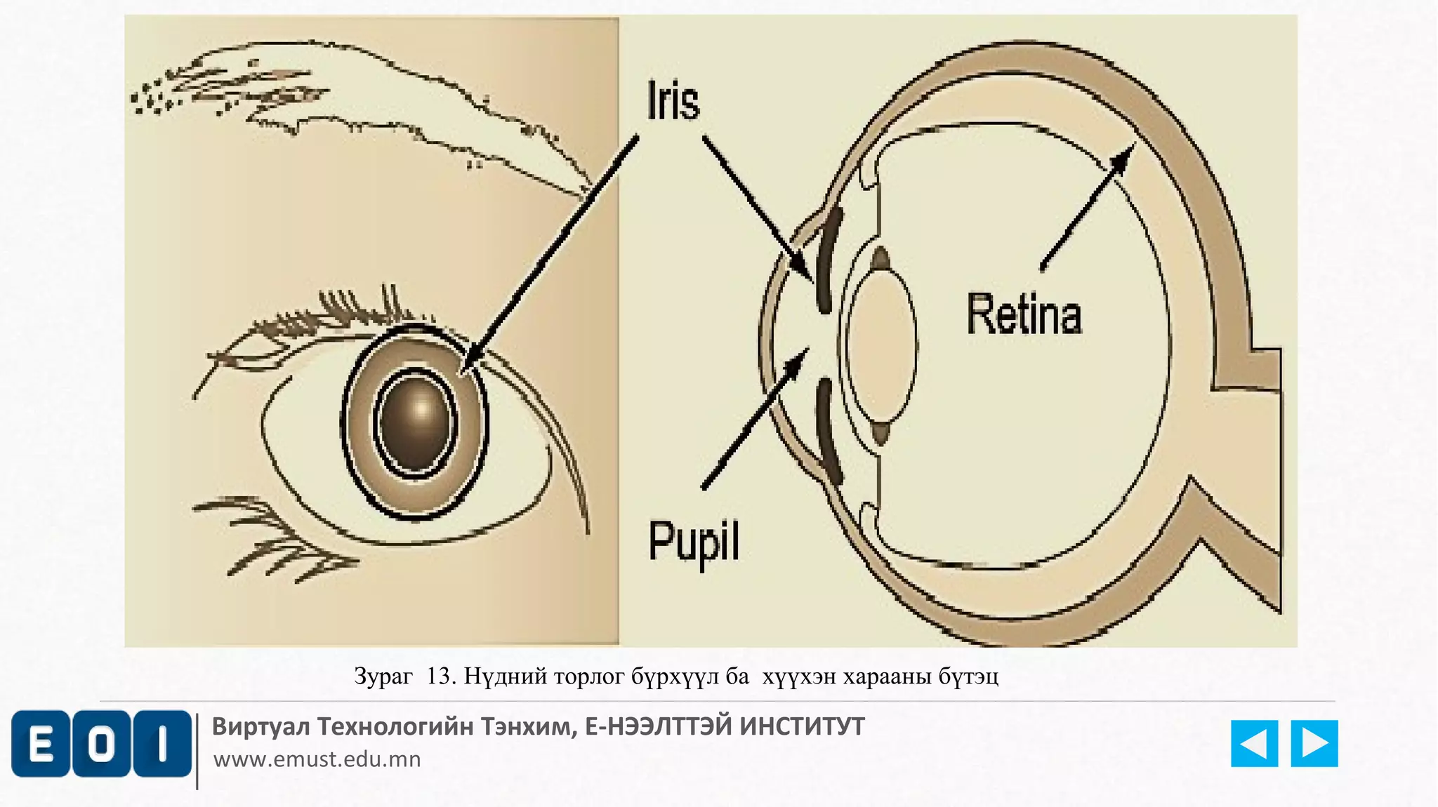 Зураг 13. Нүдний торлог бүрхүүл ба хүүхэн харааны бүтэц 
Виртуал Технологийн Тэнхим, Е-НЭЭЛТТЭЙ ИНСТИТУТ 
www.emust.edu.mn 
 