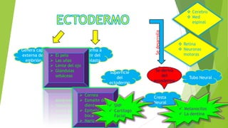 Genera capa
externa del
embrión
Se forma a
partir del
epiblasto
Tubo Neural
Superficie
del
ectodermo
Cresta
Neural
Sedesarrolla
En:
 El pelo
 Las uñas
 Lente del ojo
 Glándulas
sebáceas
 Cornea
 Esmalte de
dientes
 Epitelio de la
boca
 Nariz
 SNP
 Cartílago
Facial
 Melanocitos
 La dentina
 Cerebro
 Med
espinal
 Retina
 Neuronas
motoras
Se deriva
del
ectodermo
 
