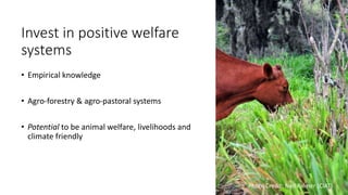 Productivity – intensification – animal welfare: Synergies or trade-offs? 