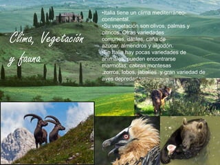 •Italia tiene un clima mediterráneo-
continental.
•Su vegetación son olivos, palmas y
cítricos. Otras variedades
comunes, dátiles, caña de
azúcar, almendros y algodón.
•En Italia hay pocas variedades de
animales; pueden encontrarse
marmotas, cabras montesas
,zorros, lobos, jabalíes y gran variedad de
aves depredadoras.
Clima, Vegetación
y fauna
 