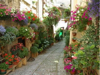 Spello
 