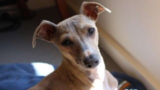 Italian Greyhound Dog Breed Pictures