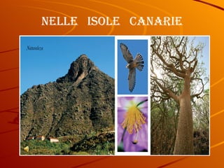 NELLE  ISOLE  CANARIE 