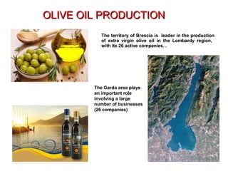 The Garda area plays
an important role
involving a large
number of businesses
(26 companies)
The territory of Brescia is leader in the production
of extra virgin olive oil in the Lombardy region,
with its 26 active companies. .
OLIVE OIL PRODUCTIONOLIVE OIL PRODUCTION
 