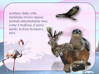 Lontano dalle rotte
turistiche vivono specie
animali estremamente rare,
come il muflone, il cervo
sardo, la foca monaca e
altri.
 