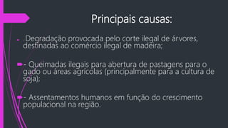 Principais causas:
 - Degradação provocada pelo corte ilegal de árvores,
destinadas ao comércio ilegal de madeira;
- Queimadas ilegais para abertura de pastagens para o
gado ou áreas agrícolas (principalmente para a cultura de
soja);
- Assentamentos humanos em função do crescimento
populacional na região.
 