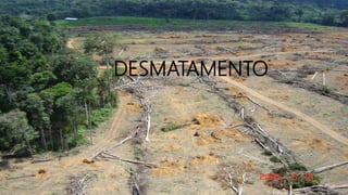 DESMATAMENTO
 