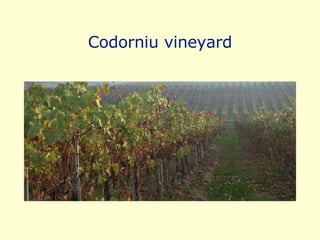 Codorniu vineyard 