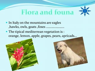 ? In Italy on the mountains are eagles
  ,hawks, owls, goats ,foxes .
? The tipical mediterrean vegetation is :
  orange, lemon, apple, grapes, pears, apricads
 