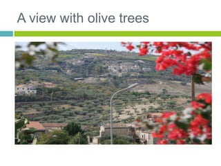 A view with olive trees
 
