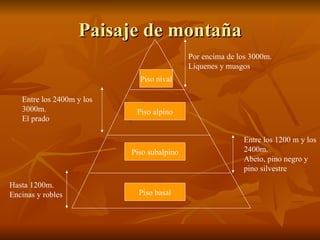 Paisaje de montaña Piso basal Hasta 1200m. Encinas y robles Piso subalpino Entre los 1200 m y los 2400m. Abeto, pino negro y pino silvestre Piso alpino Entre los 2400m y los 3000m. El prado Piso nival Por encima de los 3000m. Líquenes y musgos 