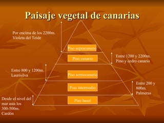 Paisaje vegetal de canarias Piso basal Piso intermedio Piso termocanario Piso canario Piso supracanario Desde el nivel del mar asta los 300-500m. Cardón Entre 200 y 800m. Palmeras Entre 800 y 1200m. Laurisilva Entre 1200 y 2200m. Pino y cedro canario Por encima de los 2200m. Violeta del Teide 