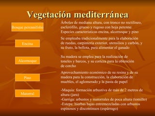 Vegetación mediterránea Bosque perennifolio Árboles de mediana altura, con tronco no rectilíneo, esclerófilo, grueso y rugoso con hoja perenne. Especies características encina, alcornoque y pino Encina Se empleaba tradicionalmente para la elaboración de ruedas, carpintería exterior, utensilios y carbón, y su fruto, la bellota, para alimentar el ganado Alcornoque Su madera se emplea para la realización de toneles y barcos, y su corteza para la obtención de corcho Pino Aprovechamiento económico de su resina y de su madera para la construcción, la elaboración de muebles, el aglomerado y la pasta de papel Matorral -Maquia: formación arbustiva de más de 2 metros de altura (jara) -Garriga: arbustos y matorrales de poca altura (tomillo) -Estepa: hierbas bajas entremezcladas con arbustos espinosos y discontinuos (espárrago) 