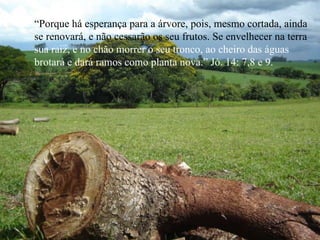 “ Porque há esperança para a árvore, pois, mesmo cortada, ainda se renovará, e não cessarão os seu frutos. Se envelhecer na terra sua raiz, e no chão morrer o seu tronco, ao cheiro das águas  brotará e dará ramos como planta nova.” Jó. 14: 7,8 e 9. 
