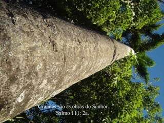“ Grandes são as obras do Senhor...”  Salmo 111: 2a. 