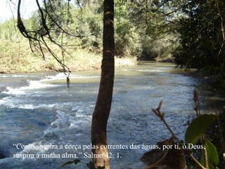 “ Como suspira a corça pelas correntes das águas, por ti, ó Deus, suspira a minha alma.” Salmo 42: 1. 