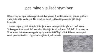 pesiminen ja lisääntyminen
Itämerennorppa kaivaa pesänsä korkeaan lumikinokseen, jonne pääsee
vain jään alta vedestä. Ne ovat pesinnässään riippuvaisia jäästä ja
lumesta
Naaras synnyttää lämpimään ja suojaisaan pesään yhden poikasen.
Sukukypsiä ne ovat 5-8 vuoden iässä ja kantoaika on 10,5-11 kuukautta.
Vuodessa itämerennorppia syntyy noin 6 000 yksilöä. Itämerennorpat
ovat pesinnässään riippuvaisia jäästä ja lumesta
 