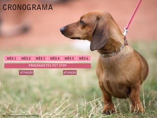 Obs: o cronograma poderá sofrer alteração.
 