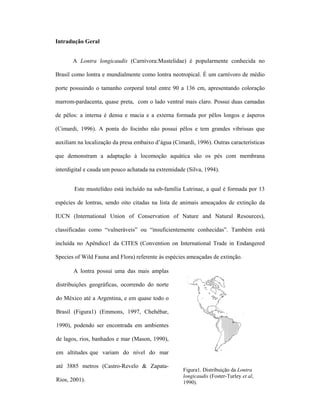Intradução Geral
A Lontra longicaudis (Carnívora:Mustelidae) é popularmente conhecida no
Brasil como lontra e mundialmente como lontra neotropical. É um carnívoro de médio
porte possuindo o tamanho corporal total entre 90 a 136 cm, apresentando coloração
marrom-pardacenta, quase preta, com o lado ventral mais claro. Possui duas camadas
de pêlos: a interna é densa e macia e a externa formada por pêlos longos e ásperos
(Cimardi, 1996). A ponta do focinho não possui pêlos e tem grandes vibrissas que
auxiliam na localização da presa embaixo d’água (Cimardi, 1996). Outras características
que demonstram a adaptação à locomoção aquática são os pés com membrana
interdigital e cauda um pouco achatada na extremidade (Silva, 1994).
Este mustelídeo está incluído na sub-família Lutrinae, a qual é formada por 13
espécies de lontras, sendo oito citadas na lista de animais ameaçados de extinção da
IUCN (International Union of Conservation of Nature and Natural Resources),
classificadas como “vulneráveis” ou “insuficientemente conhecidas”. Também está
incluída no Apêndice1 da CITES (Convention on International Trade in Endangered
Species of Wild Fauna and Flora) referente às espécies ameaçadas de extinção.
A lontra possui uma das mais amplas
distribuições geográficas, ocorrendo do norte
do México até a Argentina, e em quase todo o
Brasil (Figura1) (Emmons, 1997, Chehébar,
1990), podendo ser encontrada em ambientes
de lagos, rios, banhados e mar (Mason, 1990),
em altitudes que variam do nível do mar
até 3885 metros (Castro-Revelo & ZapataRios, 2001).

Figura1. Distribuição da Lontra
longicaudis (Foster-Turley et al,
1990).

 