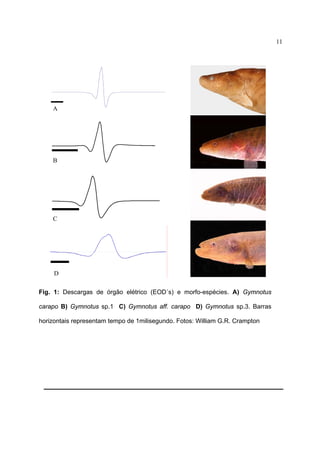 11

A

B

C

D
Fig. 1: Descargas de órgão elétrico (EOD´s) e morfo-espécies. A) Gymnotus
carapo B) Gymnotus sp.1 C) Gymnotus aff. carapo D) Gymnotus sp.3. Barras
horizontais representam tempo de 1milisegundo. Fotos: William G.R. Crampton

 
