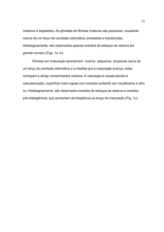 32
maduros e esgotados. As gônadas de fêmeas imaturas são pequenas, ocupando
menos de um terço da cavidade celomática, achatadas e translúcidas.
Histologicamente, são observados apenas ovócitos de estoque de reserva em
grande número (Figs. 1a -b).
Fêmeas em maturação apresentam ovários pequenos, ocupando cerca de
um terço da cavidade celomática e a medida que a maturação avança, estes
começam a atingir comprimentos maiores. A coloração é rosada devido à
vascularização, superfície mais rugosa com ovócitos podendo ser visualizados a olho
nu. Histologicamente, são observados ovócitos de estoque de reserva e ovócitos
pré-vitelogênicos, que aumentam de freqüência ao longo da maturação (Fig. 1c).

 