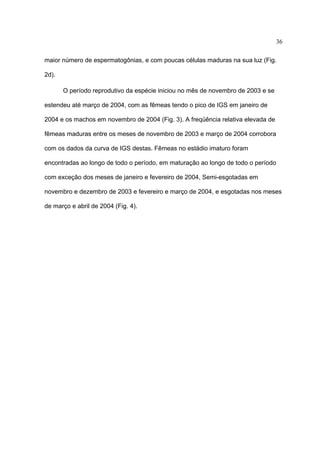 36
maior número de espermatogônias, e com poucas células maduras na sua luz (Fig.
2d).
O período reprodutivo da espécie iniciou no mês de novembro de 2003 e se
estendeu até março de 2004, com as fêmeas tendo o pico de IGS em janeiro de
2004 e os machos em novembro de 2004 (Fig. 3). A freqüência relativa elevada de
fêmeas maduras entre os meses de novembro de 2003 e março de 2004 corrobora
com os dados da curva de IGS destas. Fêmeas no estádio imaturo foram
encontradas ao longo de todo o período, em maturação ao longo de todo o período
com exceção dos meses de janeiro e fevereiro de 2004, Semi-esgotadas em
novembro e dezembro de 2003 e fevereiro e março de 2004, e esgotadas nos meses
de março e abril de 2004 (Fig. 4).

 