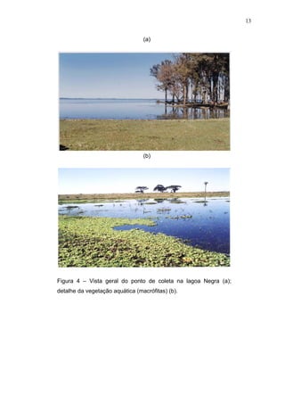 13
(a)

(b)

Figura 4 – Vista geral do ponto de coleta na lagoa Negra (a);
detalhe da vegetação aquática (macrófitas) (b).

 
