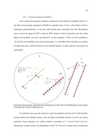 26

3.4.3.

Captura de pequenos mamíferos

Para a captura dos pequenos mamíferos estabeleceu-se duas linhas de armadilhas (linhas A e
B), dentro de uma grade retangular de 40x400 m, espaçadas entre si 20 m e entre linhas em 40 m,
totalizando, aproximadamente, 1,6 ha, para cada uma das áreas amostradas (Fig. 04). Mensalmente
entre os meses de agosto de 2005 e julho de 2006, durante 4 noites consecutivas por mês, foram
abertas 40 armadilhas “live-trap” tipo Sherman®, de dois tamanhos: 7x9x23 cm (20 armadilhas) e
10x12x37cm (20 armadilhas), por área de amostragem. As armadilhas foram alternadas nas estações
de captura para que a cada noite houvesse uma armadilha grande e na noite seguinte uma pequena em
cada estação.

B
A

Figura 04: Representação esquemática da distribuição das linhas (B) de armadilhamento e das estações
de medição das variáveis ambientais (A).
Foi utilizada como isca uma mistura de creme de amendoim (Amendocrem®), fubá de milho,
essência artificial de baunilha, banana e óleo de fígado de bacalhau (Emulsão Escott®). Os animais
capturados foram marcados com anilhas metálicas numeradas (nº 5, National Band Tag Co.),
identificados, pesados (através de dinamômetro Pesola® de 100 g). Os animais foram identificados

 
