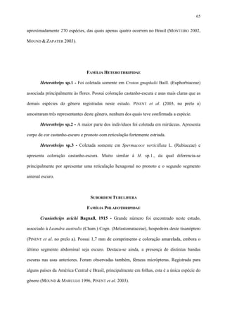 65

aproximadamente 270 espécies, das quais apenas quatro ocorrem no Brasil (MONTEIRO 2002,
MOUND & ZAPATER 2003).

FAMÍLIA HETEROTHRIPIDAE
Heterothrips sp.1 - Foi coletada somente em Croton gnaphalii Baill. (Euphorbiaceae)
associada principalmente às flores. Possui coloração castanho-escura e asas mais claras que as
demais espécies do gênero registradas neste estudo. PINENT et al. (2003, no prelo a)
amostraram três representantes deste gênero, nenhum dos quais teve confirmada a espécie.
Heterothrips sp.2 - A maior parte dos indivíduos foi coletada em mirtáceas. Apresenta
corpo de cor castanho-escuro e pronoto com reticulação fortemente estriada.
Heterothrips sp.3 - Coletada somente em Spermacoce verticillata L. (Rubiaceae) e
apresenta coloração castanho-escura. Muito similar à H. sp.1., da qual diferencia-se
principalmente por apresentar uma reticulação hexagonal no pronoto e o segundo segmento
antenal escuro.

SUBORDEM TUBULIFERA
FAMÍLIA PHLAEOTHRIPIDAE
Craniothrips urichi Bagnall, 1915 - Grande número foi encontrado neste estudo,
associado à Leandra australis (Cham.) Cogn. (Melastomataceae), hospedeira deste tisanóptero
(PINENT et al. no prelo a). Possui 1,7 mm de comprimento e coloração amarelada, embora o
último segmento abdominal seja escuro. Destaca-se ainda, a presença de distintas bandas
escuras nas asas anteriores. Foram observadas também, fêmeas micrópteras. Registrada para
alguns países da América Central e Brasil, principalmente em folhas, esta é a única espécie do
gênero (MOUND & MARULLO 1996, PINENT et al. 2003).

 