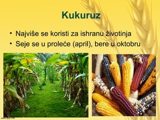 Kukuruz
• Najviše se koristi za ishranu životinja
• Seje se u proleće (april), bere u oktobru
 