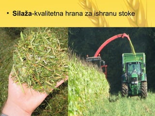• Silaža-kvalitetna hrana za ishranu stoke
 