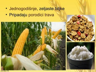 • Jednogodišnje, zeljaste biljke
• Pripadaju porodici trava
 