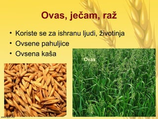 Ovas, ječam, raž
• Koriste se za ishranu ljudi, životinja
• Ovsene pahuljice
• Ovsena kaša
Ovas
 