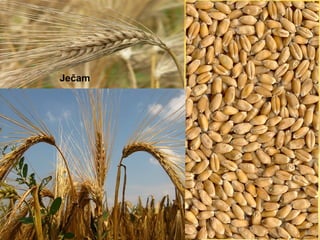 Ječam
 