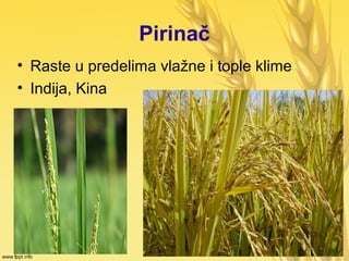 Pirinač
• Raste u predelima vlažne i tople klime
• Indija, Kina
 