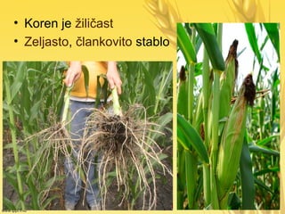 • Koren je žiličast
• Zeljasto, člankovito stablo
 