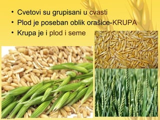 • Cvetovi su grupisani u cvasti
• Plod je poseban oblik orašice-KRUPA
• Krupa je i plod i seme
 