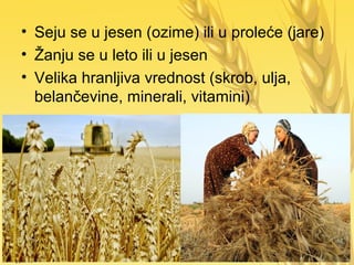 • Seju se u jesen (ozime) ili u proleće (jare)
• Žanju se u leto ili u jesen
• Velika hranljiva vrednost (skrob, ulja,
belančevine, minerali, vitamini)
 