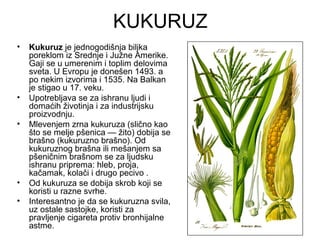 KUKURUZ
•   Kukuruz je jednogodišnja biljka
    poreklom iz Srednje i Južne Amerike.
    Gaji se u umerenim i toplim delovima
    sveta. U Evropu je donešen 1493. a
    po nekim izvorima i 1535. Na Balkan
    je stigao u 17. veku.
•   Upotrebljava se za ishranu ljudi i
    domaćih životinja i za industrijsku
    proizvodnju.
•   Mlevenjem zrna kukuruza (slično kao
    što se melje pšenica — žito) dobija se
    brašno (kukuruzno brašno). Od
    kukuruznog brašna ili mešanjem sa
    pšeničnim brašnom se za ljudsku
    ishranu priprema: hleb, proja,
    kačamak, kolači i drugo pecivo .
•   Od kukuruza se dobija skrob koji se
    koristi u razne svrhe.
•   Interesantno je da se kukuruzna svila,
    uz ostale sastojke, koristi za
    pravljenje cigareta protiv bronhijalne
    astme.
 