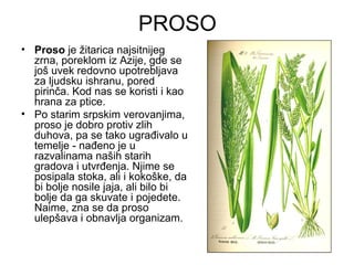 PROSO
• Proso je žitarica najsitnijeg
  zrna, poreklom iz Azije, gde se
  još uvek redovno upotrebljava
  za ljudsku ishranu, pored
  pirinča. Kod nas se koristi i kao
  hrana za ptice.
• Po starim srpskim verovanjima,
  proso je dobro protiv zlih
  duhova, pa se tako ugrađivalo u
  temelje - nađeno je u
  razvalinama naših starih
  gradova i utvrđenja. Njime se
  posipala stoka, ali i kokoške, da
  bi bolje nosile jaja, ali bilo bi
  bolje da ga skuvate i pojedete.
  Naime, zna se da proso
  ulepšava i obnavlja organizam.
 