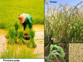 Proso




Pirinčano polje
 